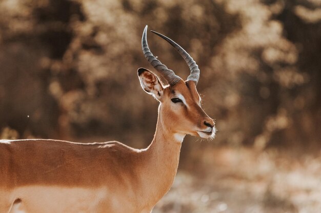 Foto retrato de impala, áfrica do sul