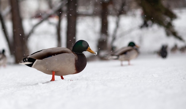 Retrato de inverno de um pato em um parque público de inverno sentado na neve