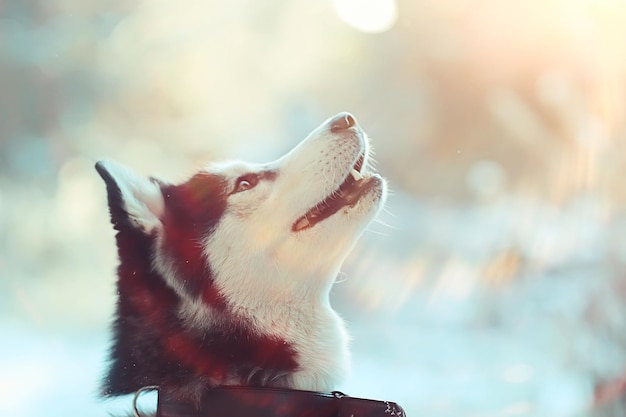 retrato de inverno husky em uma caminhada, lindo cachorro na natureza, amizade, animal de estimação