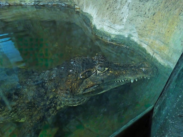 Retrato de jacaré de óculos de Caiman na água