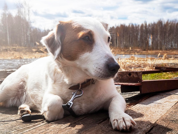 Retrato de Jack Russell Terrier em fundo natural à luz do sol Conceito de animais de estimação de amizade