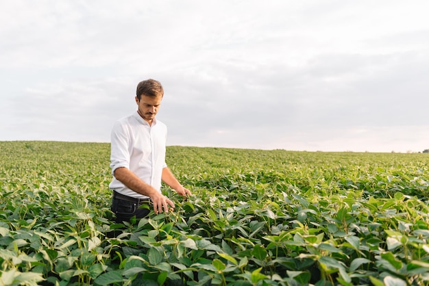 Retrato de jovem agricultor em pé no campo de soja.