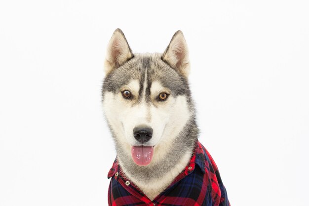 Retrato de jovem cão husky engraçado bonito sentado com a língua de fora no fundo branco isolado. Rosto sorridente de cão doméstico de raça pura com orelhas pontudas.