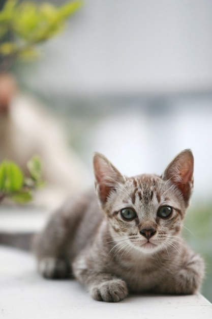 Foto retrato de jovem gato cinzento, ao ar livre