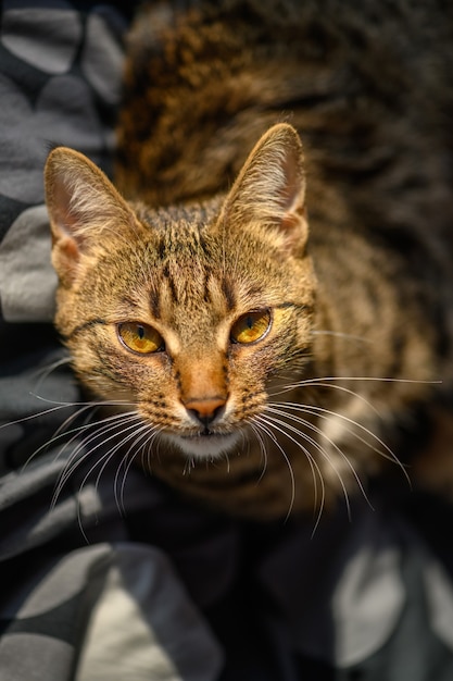 Retrato de jovem gato de pêlo curto europeu