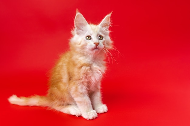 Retrato de jovem gato maine coon de cor vermelho prata clássico tabby sobre fundo vermelho bonito dois meses ...