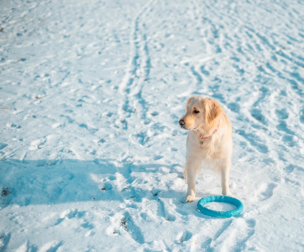 Retrato de jovem golden retriever brincando com neve