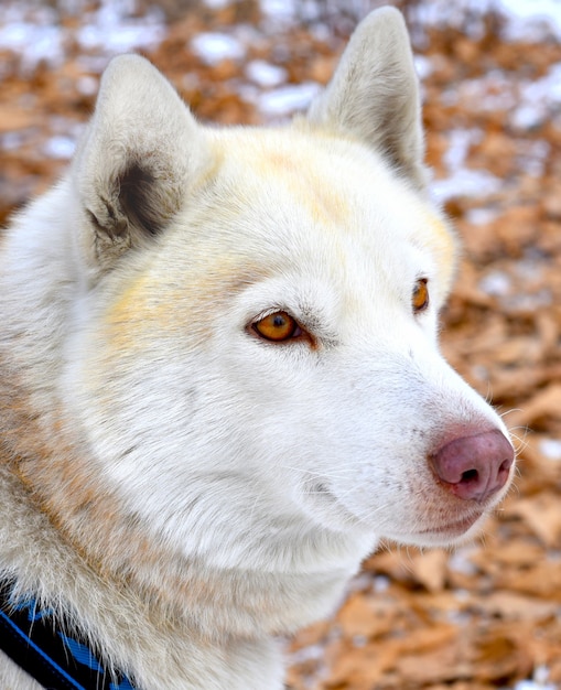 Foto retrato de jovem husky siberiano marrom olhando para longe