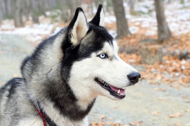 Retrato de jovem husky siberiano olhando para longe