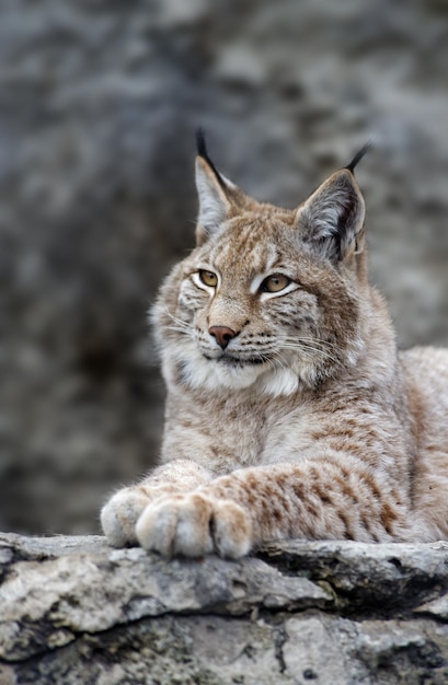 Retrato de jovem lince