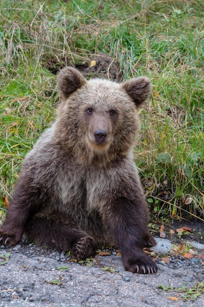 Foto retrato de jovem urso selvagem na floresta com pele escura e focinho da vista de perfil