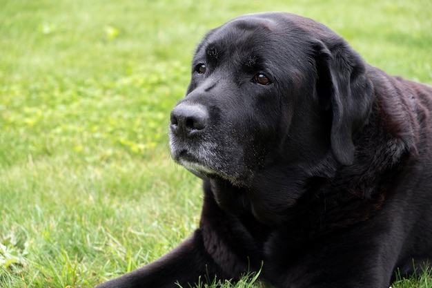 Foto retrato de labrador. ao ar livre