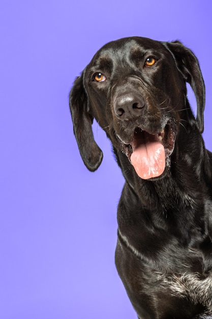 Retrato de labrador retriever preto em fundo violeta