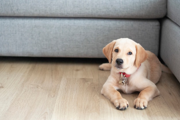 Foto retrato de labrador retriever sentado na sala de estar.