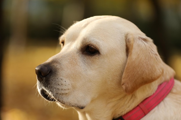 retrato de labrador