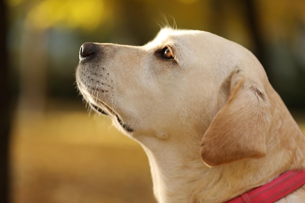 retrato de labrador