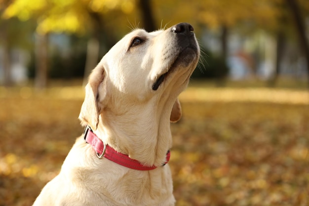 retrato de labrador