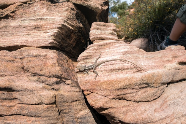 Retrato de lagarto de cauda longa da Austrália