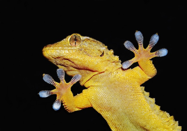 retrato de lagarto geco