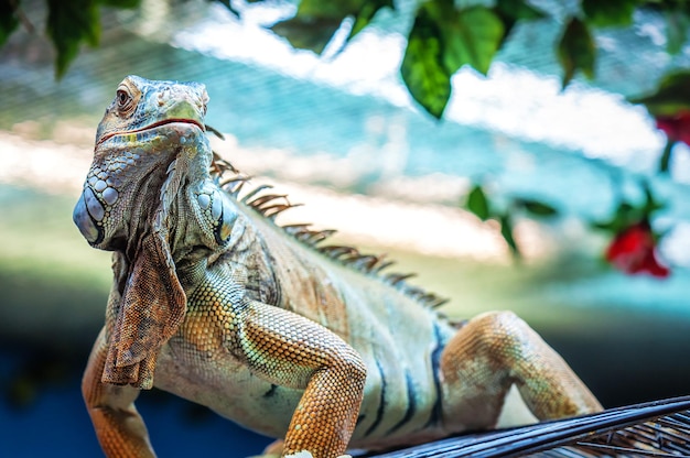 Foto retrato de lagarto iguana vivo