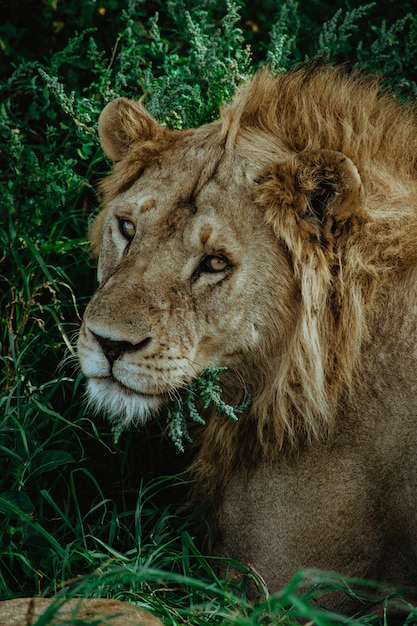 retrato de leão selvagem em Serengeti