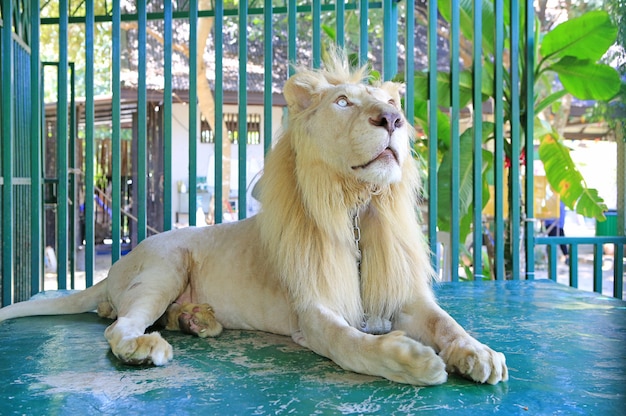 Retrato de leão sentado na gaiola