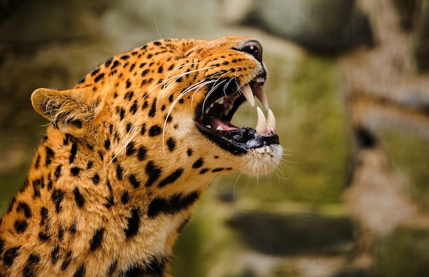 Retrato de leopardo com olhos intensos e pantera negra