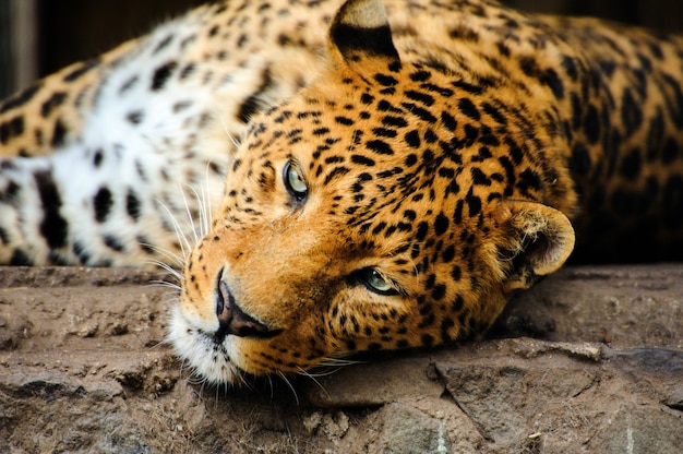 Retrato de leopardo com olhos intensos