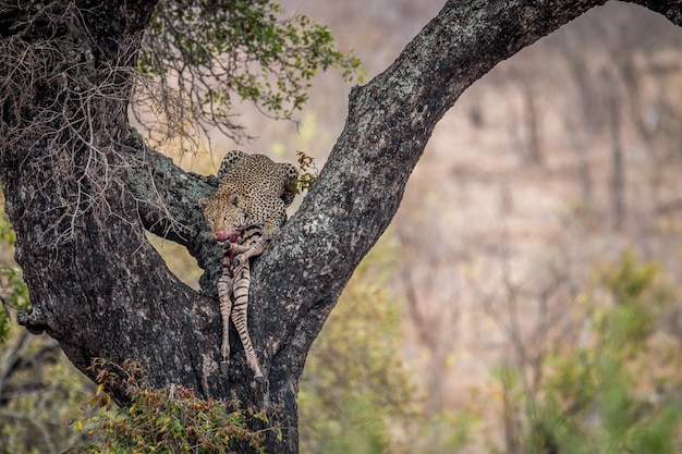 Foto retrato de leopardo comendo zebra em uma árvore