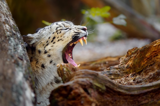 Foto retrato de leopardo da neve no zoológico