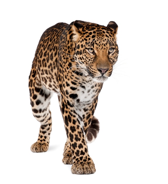Foto retrato de leopardo, panthera pardus, em pé