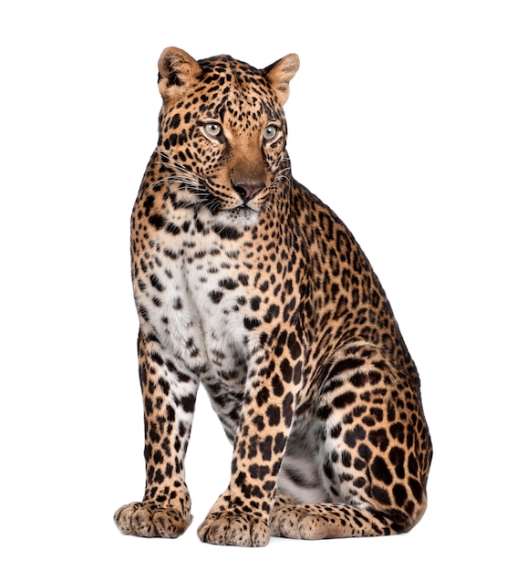 Retrato de leopardo, Panthera pardus, sentado