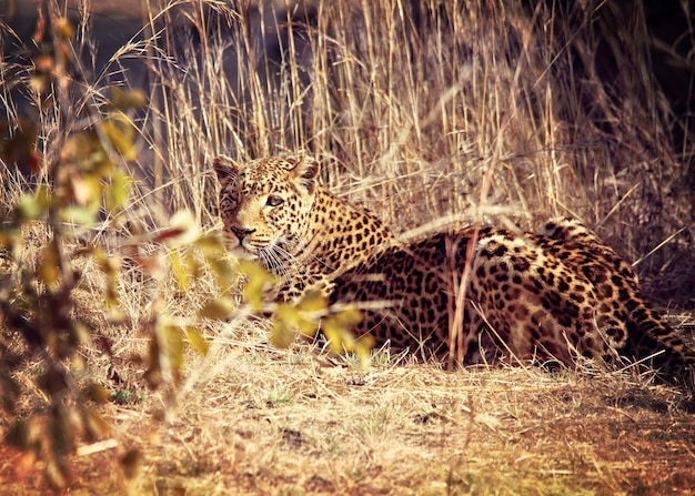 Retrato de leopardo