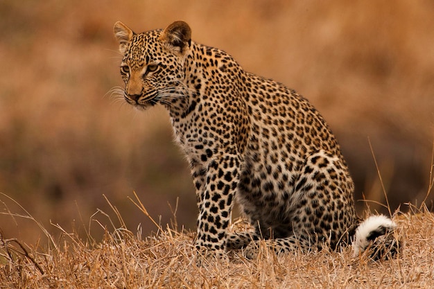 Retrato de leopardo