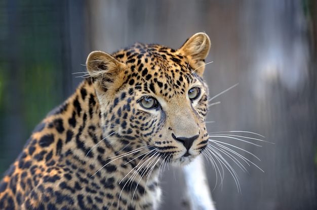 retrato de leopardo