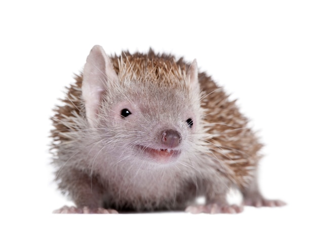 Retrato de lesser hedgehog tenrec, echinops telfairi, em um branco isolado