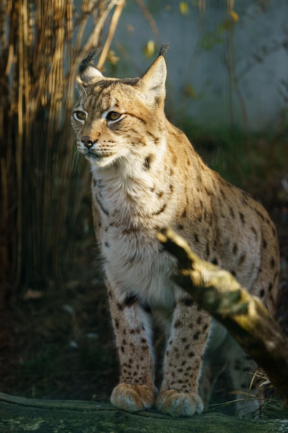 Retrato de lince da Eurásia no zoológico