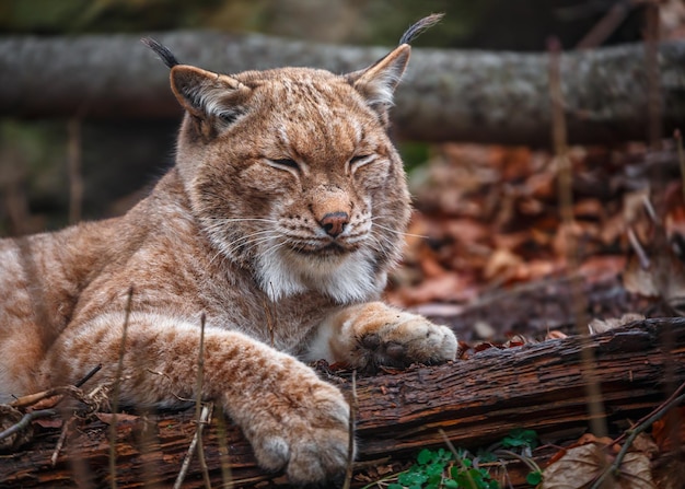 Retrato de lince dos Cárpatos