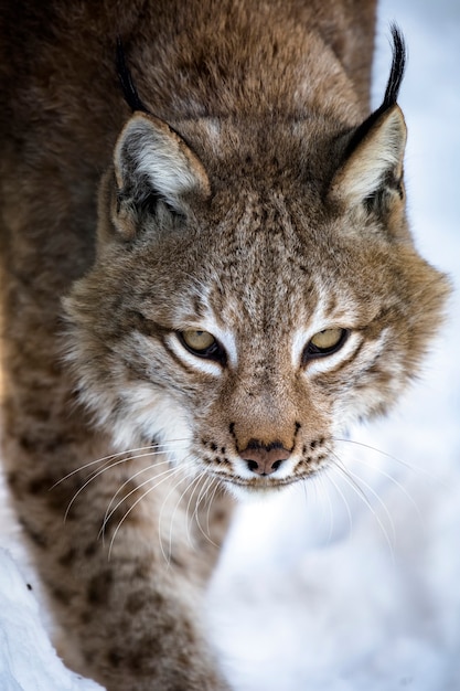 Retrato de lince em um fundo de neve no ambiente natural