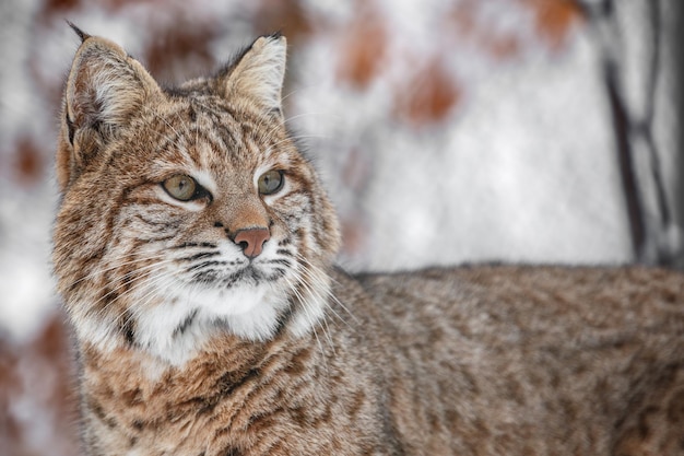 Retrato de lince rufus