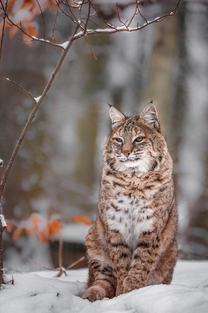 Retrato de lince rufus