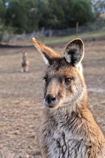 Retrato de linda fêmea canguru australiano