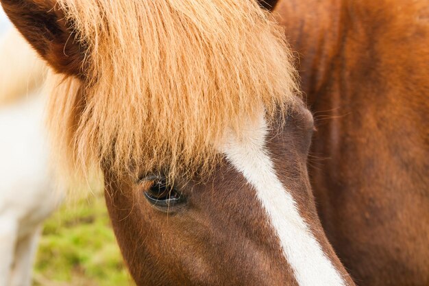 Retrato de lindo cavalo castanho. islândia do sul.