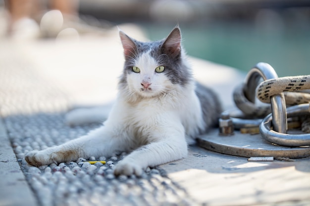 Retrato de lindo gato fofo