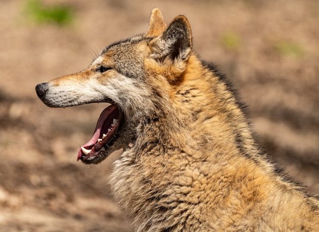 Foto retrato de lobo bocejando