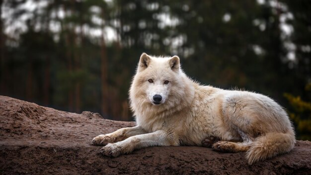 Retrato de lobo do ártico