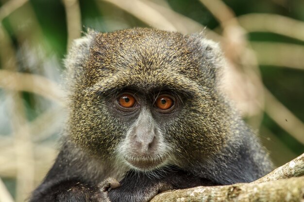 Retrato de macaco em close-up