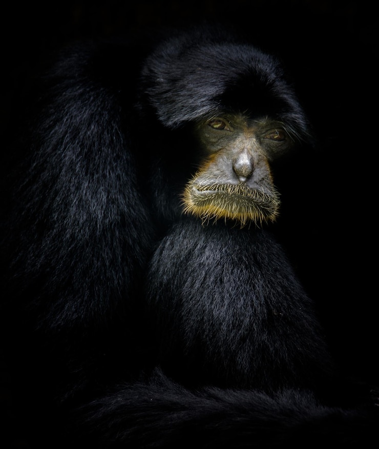 Foto retrato de macaco em close-up
