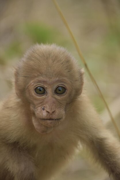 Foto retrato de macaco em close-up