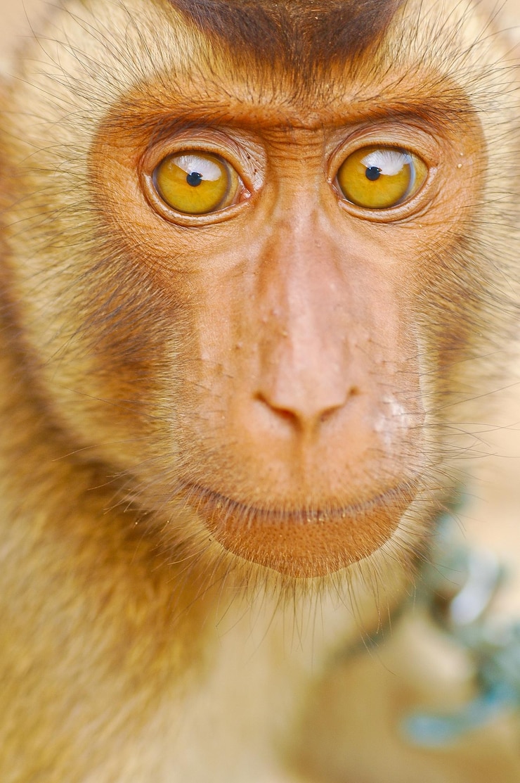 Foto retrato de macaco em close-up